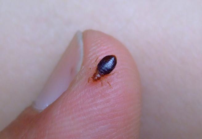 Image for Bed Bug Exterminator Mississauga with ID of: 3345672