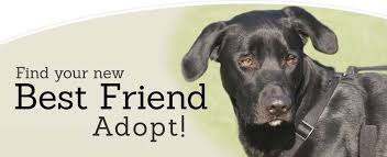 Image for Adopt dogs near me with ID of: 3347515