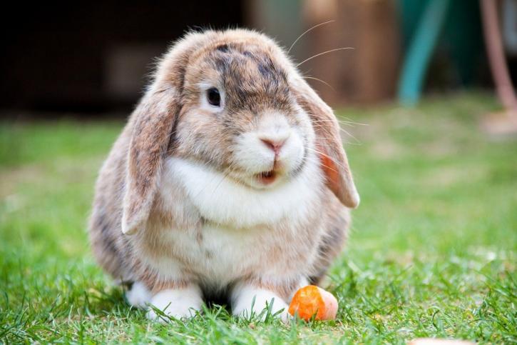 Image for Funny animal videos with ID of: 3348400