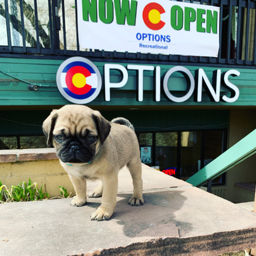 Image for Options Recreational Dispensary with ID of: 3348902