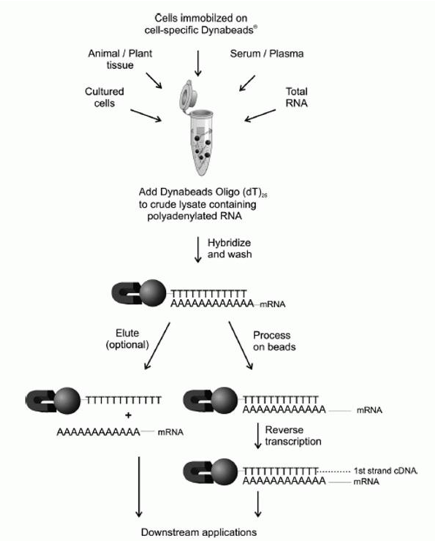 Image for cd63 exosome marker with ID of: 3350537