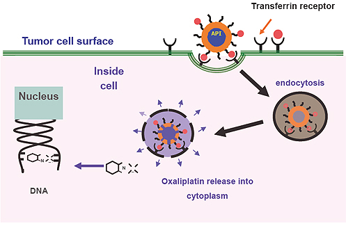 Image for cd63 antibody exosome with ID of: 3350556
