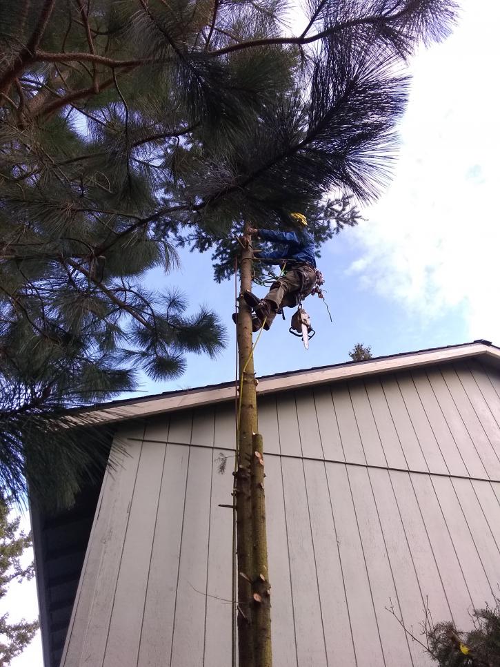 Image for Tree Time with ID of: 3351863
