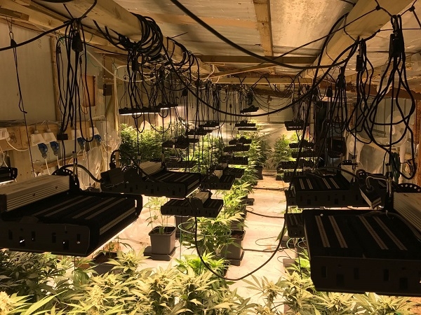 Image for LED HYDROPONICS with ID of: 3351927