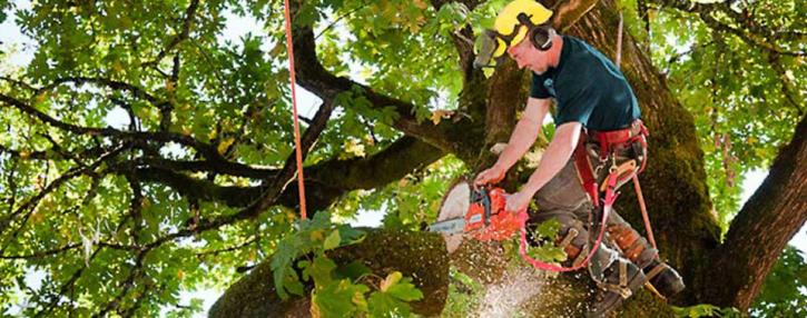 Image for Sesmas Tree Service with ID of: 3353230