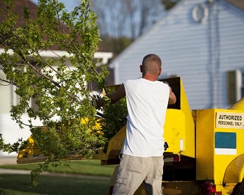 Image for Gainesville Tree Pro with ID of: 3353633
