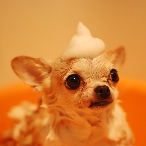 Image for Lucky Dog Grooming with ID of: 3353856