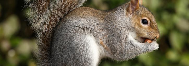 Image for Yorkregion wildlife removal with ID of: 3355877