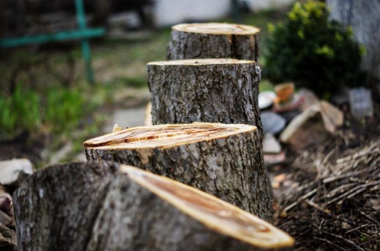 Image for Gainesville Tree Pro Kensington with ID of: 3356442