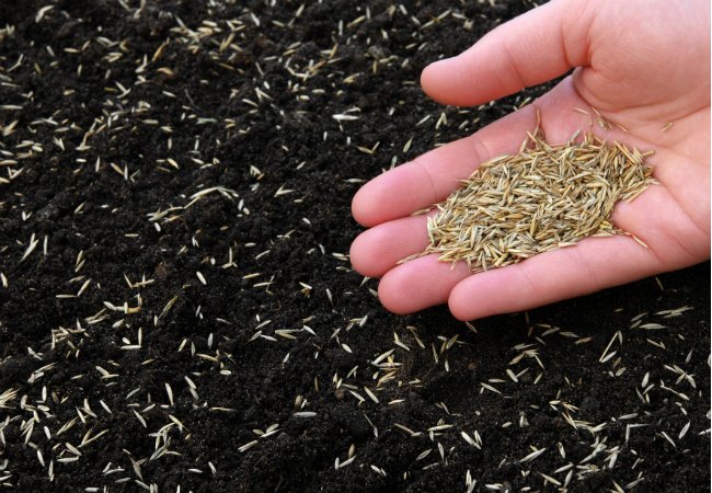 Image for Grass Seeds Market Evaluation With Focus On development & Trends 2018 – 2026 with ID of: 3358660