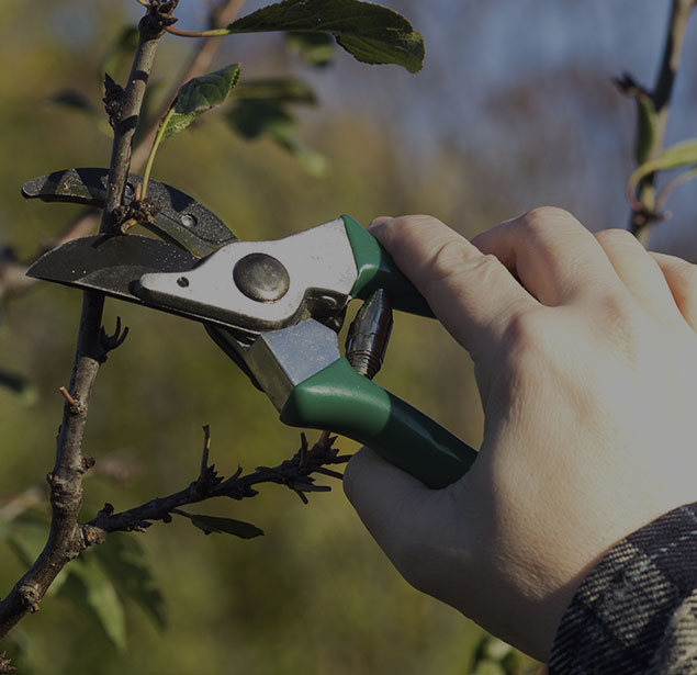 Image for Tree Health Care - PPM Inc. with ID of: 3361013