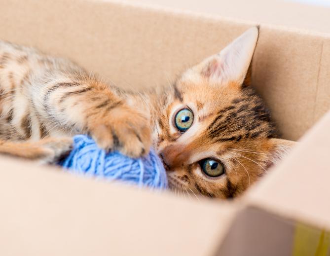 Image for Getting a Kitten - Tips to follow with ID of: 3362684