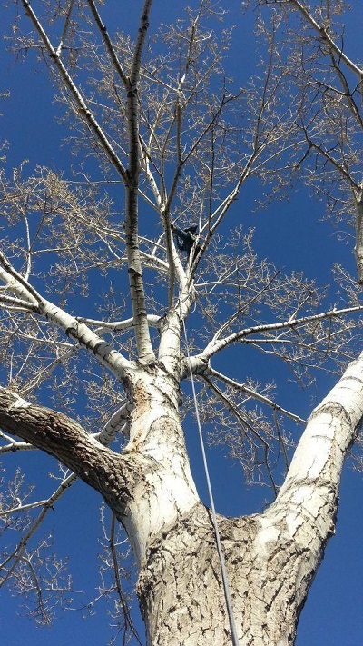 Image for Great Western Tree Care with ID of: 3364356