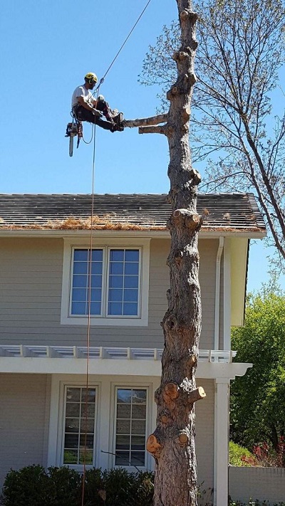 Image for Great Western Tree Care with ID of: 3364357