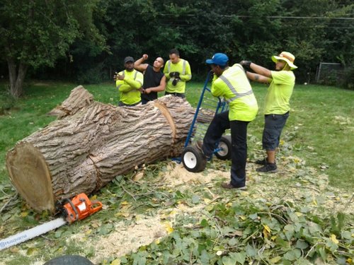 Image for Ali's Tree Services with ID of: 3364558