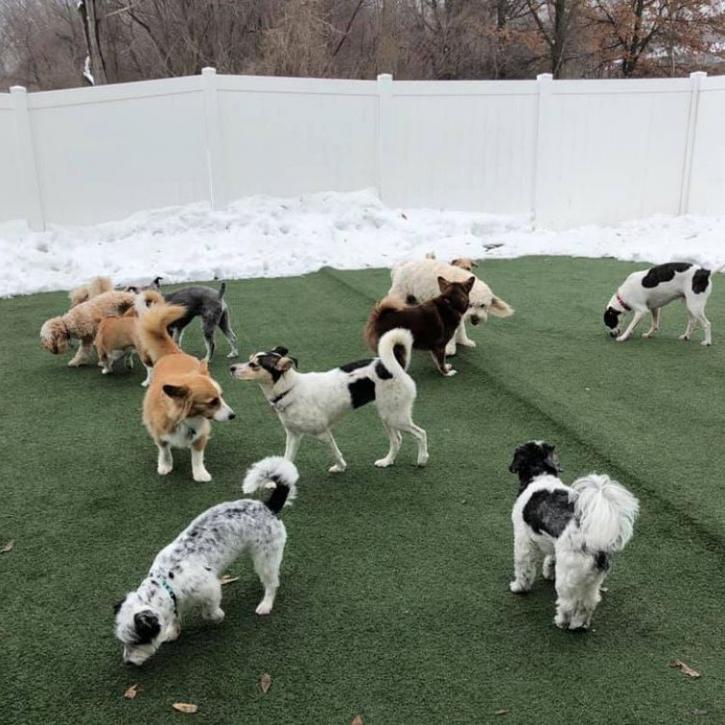Image for Harper's Doggie Daycare with ID of: 3365763