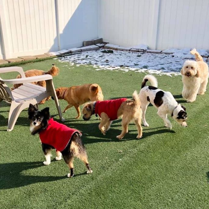 Image for Harper's Doggie Daycare with ID of: 3365768