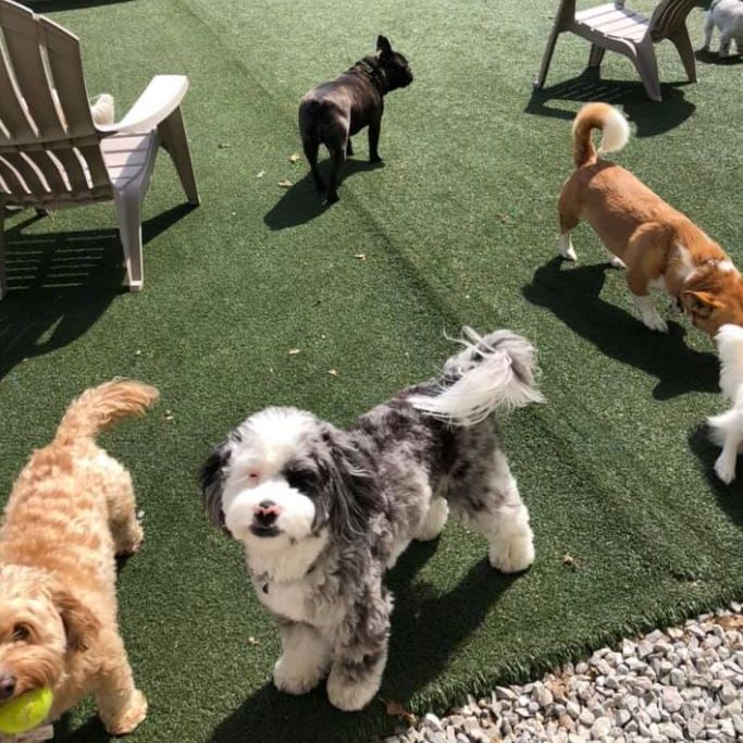 Image for Harper's Doggie Daycare with ID of: 3365770