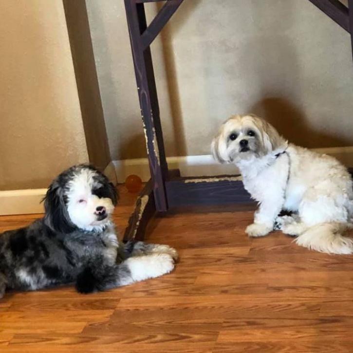 Image for Harper's Doggie Daycare with ID of: 3365771