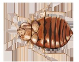 Image for Island Pest Control with ID of: 3365934