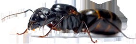Image for Island Pest Control with ID of: 3365938