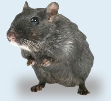 Image for Island Pest Control with ID of: 3365940