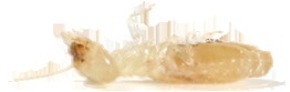 Image for Island Pest Control with ID of: 3365941