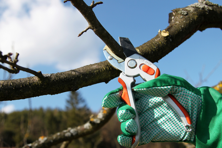 Image for Neumann & Sons Tree Service with ID of: 3367399