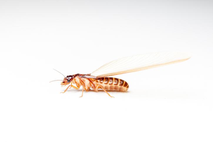 Image for Advantage Pest Services LLC with ID of: 3367472