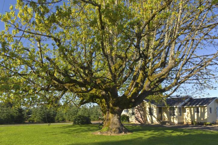 Image for Tree Solutions Waterford Lakes with ID of: 3368433