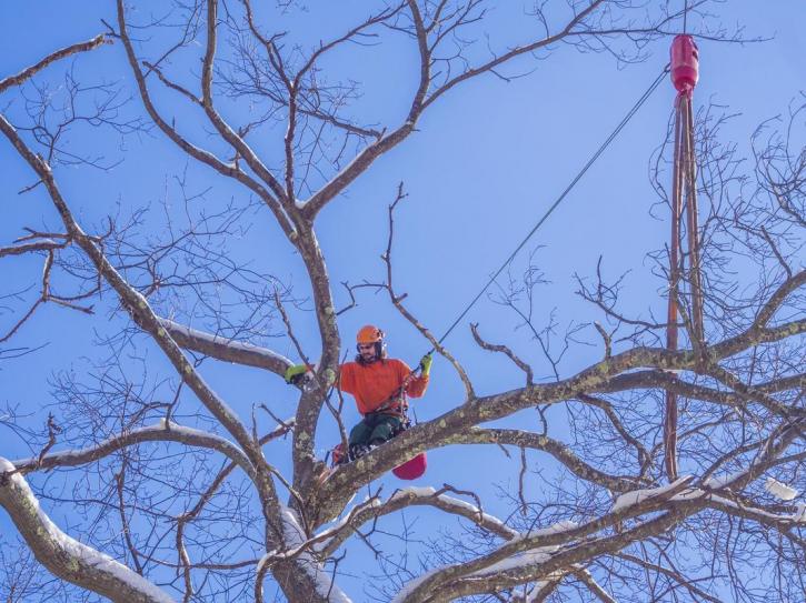 Image for Tree Solutions Waterford Lakes with ID of: 3368434