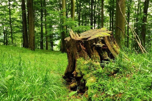 Image for Tree Solutions Lake Mary with ID of: 3368534