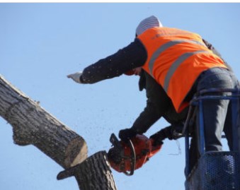 Image for Anaheim Tree Care with ID of: 3369156