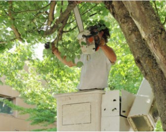 Image for Anaheim Tree Care with ID of: 3369161