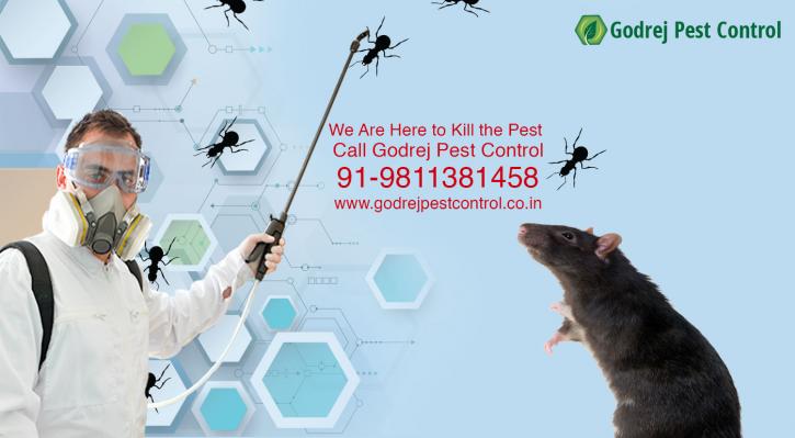 Image for Remove Bugs from your homes with Pest Control Gurgaon Professionals with ID of: 3372499