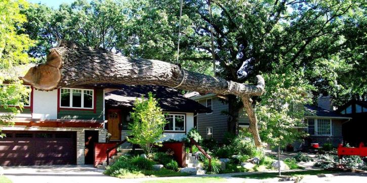 Image for Bratt Tree Company with ID of: 3374223