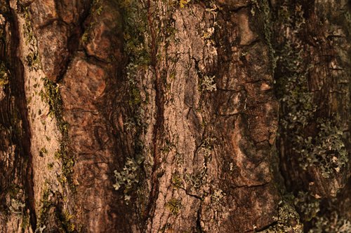 Image for Bratt Tree Company with ID of: 3374224