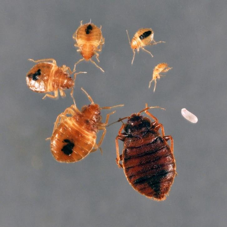 Image for Black Diamond Pest Control with ID of: 3374254