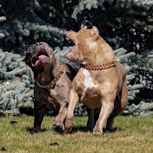 Image for Swag Kennels inc with ID of: 3375832
