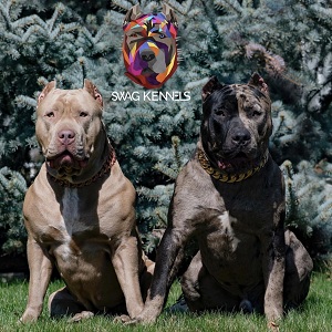 Image for Swag Kennels inc with ID of: 3375834