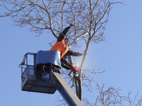 Image for Little Rock Tree Care with ID of: 3379760