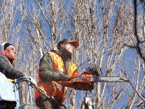 Image for Little Rock Tree Care with ID of: 3379762