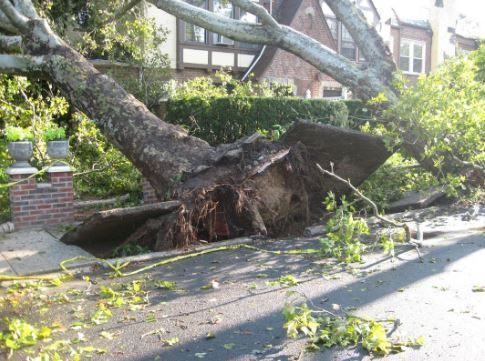 Image for Little Rock Tree Care with ID of: 3379763