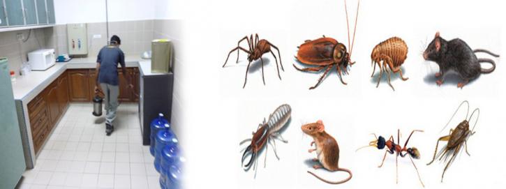 Image for Ant Pest Control - How to Decide what Method to Use with ID of: 3380051