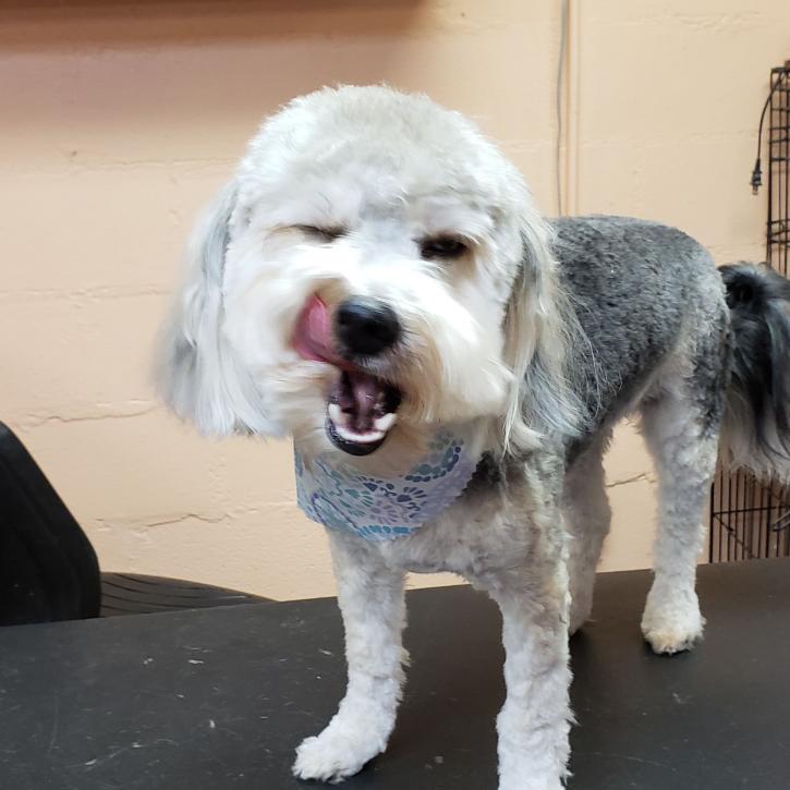 Image for South Paw's Grooming with ID of: 3380163