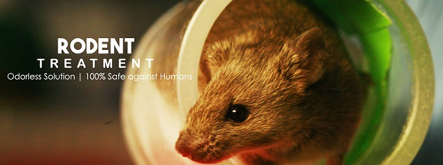 Image for Pest control for rats in Noida | +91-9899176888 with ID of: 3381105