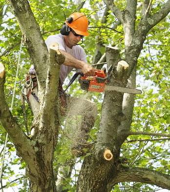 Image for UNBEATABLE PRICED Tree Service Bronx with ID of: 3381486