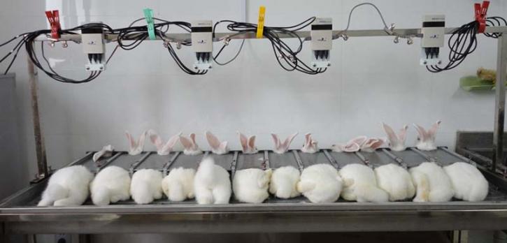 Image for Pyrogen Testing Market Growth Predicted by 2018-2026 with ID of: 3382048