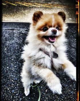 Image for Bones, Hugs, and Harmony Pet Care with ID of: 3383135
