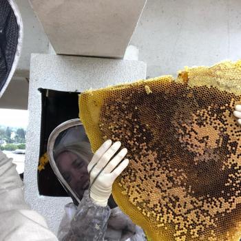 Image for Super Bee Rescue and Removal with ID of: 3383712